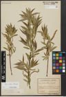 Foto von Salix alba L. x Salix fragilis L.